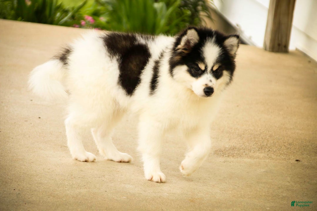 Pomsky dogs for sale: Flare - Image 4