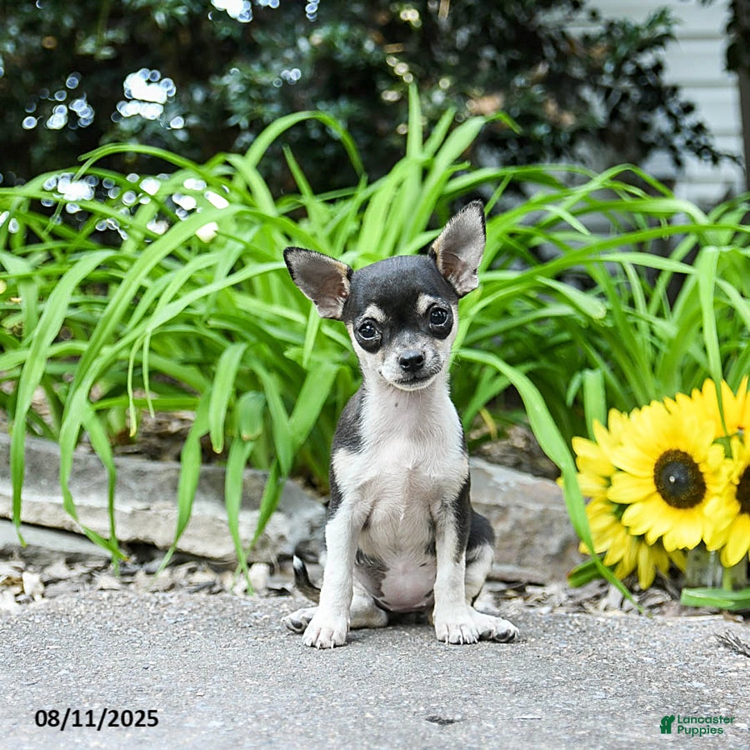 Chihuahua dogs for sale: Rachelle - Image 1