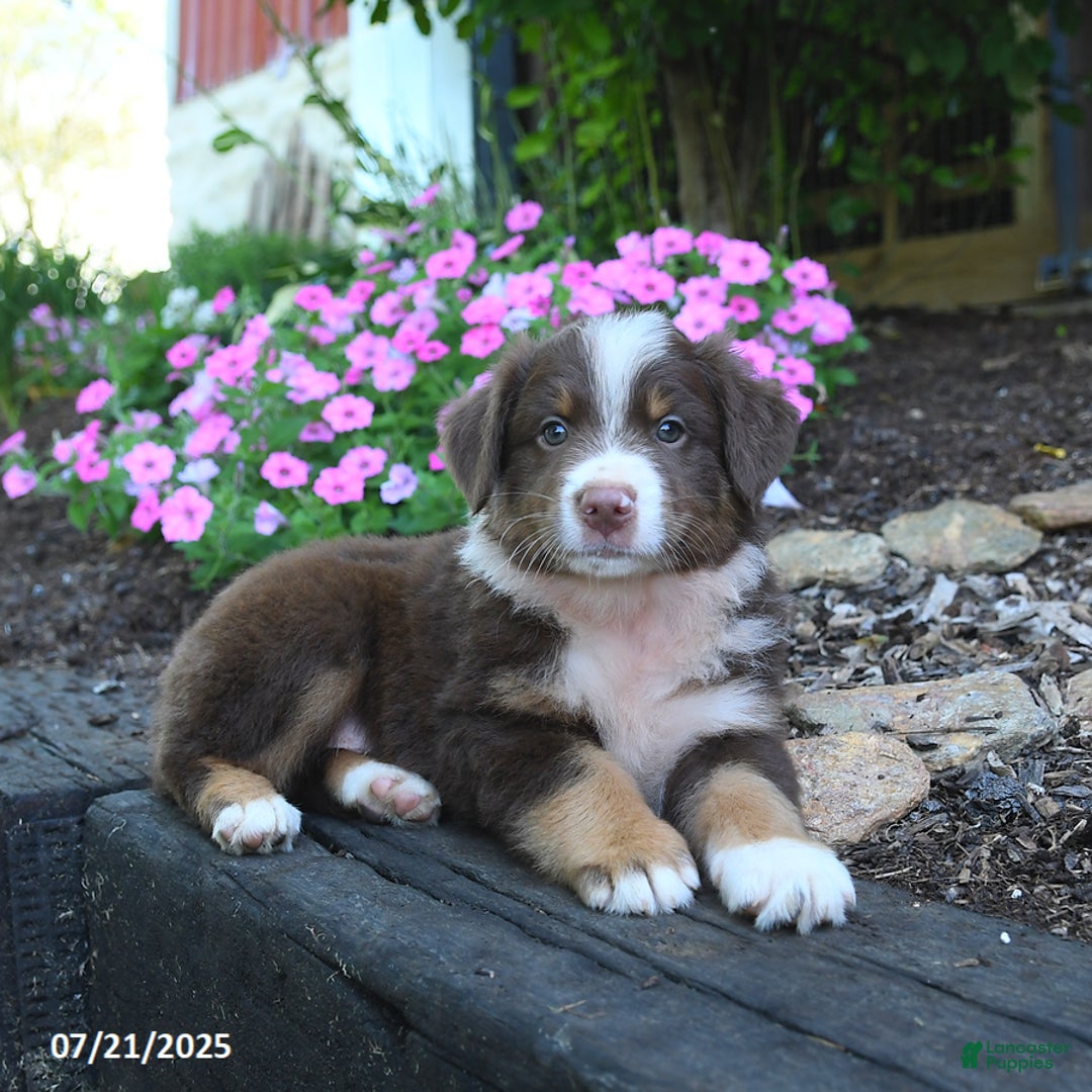 Australian Shepherd dogs for sale: Boots - Image 1