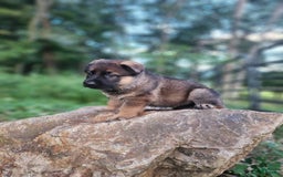 German Shepherd dogs for sale: Kaja - Image 11