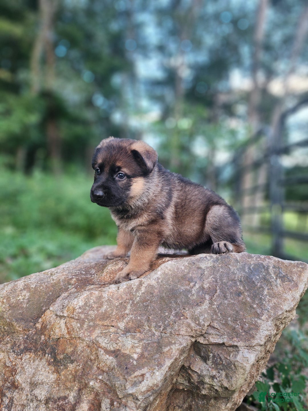 German Shepherd dogs for sale: Kaja - Image 11