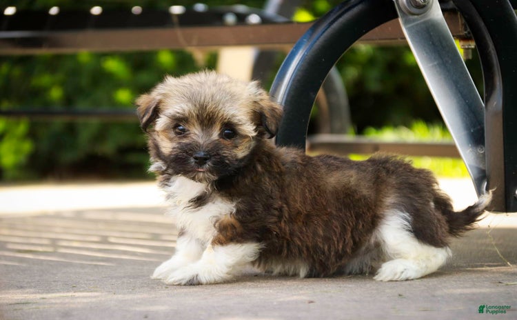 Havanese dogs for sale - Ad 4
