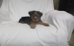 Yorkshire Terrier dogs for sale: Tank - Image 21