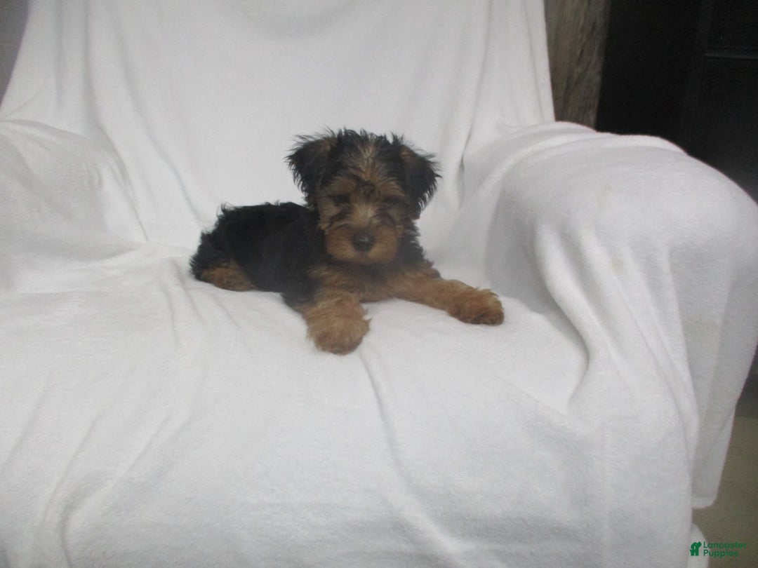 Yorkshire Terrier dogs for sale: Tank - Image 21