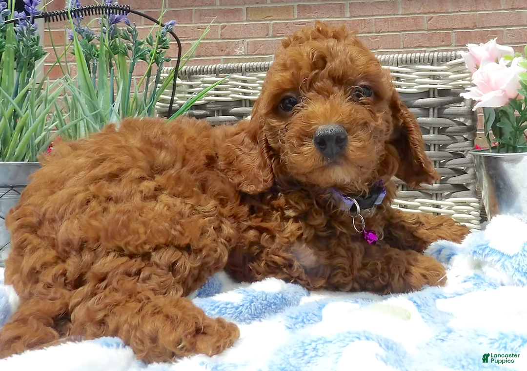 Toy Poodle dogs for sale: Rocky - Image 1