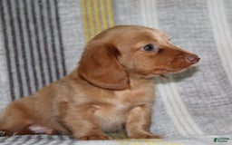 Miniature Dachshund dogs for sale: Zack - Image 11