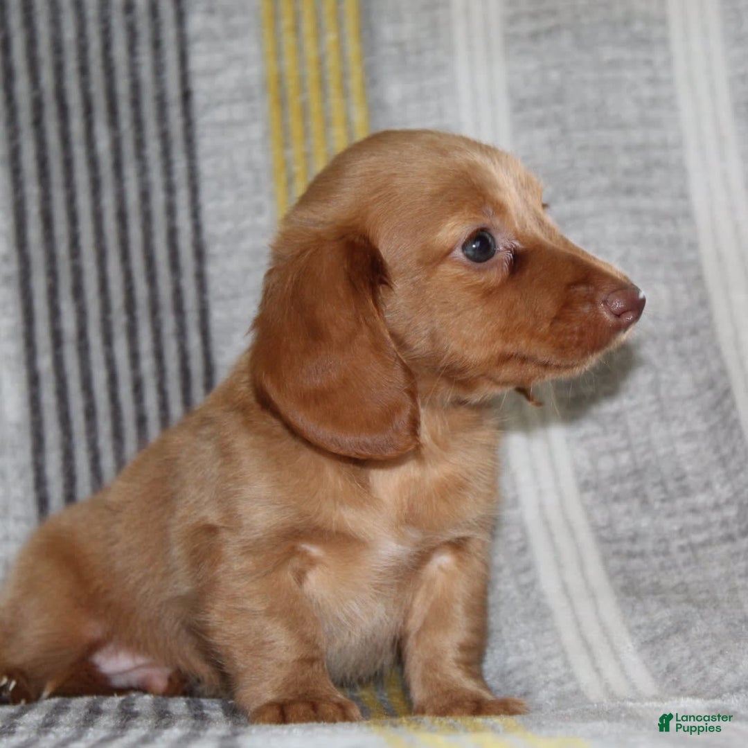 Miniature Dachshund dogs for sale: Zack - Image 11