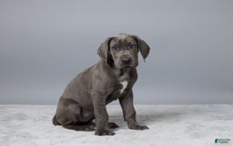 Great Dane dogs for sale: Callie - Image 2