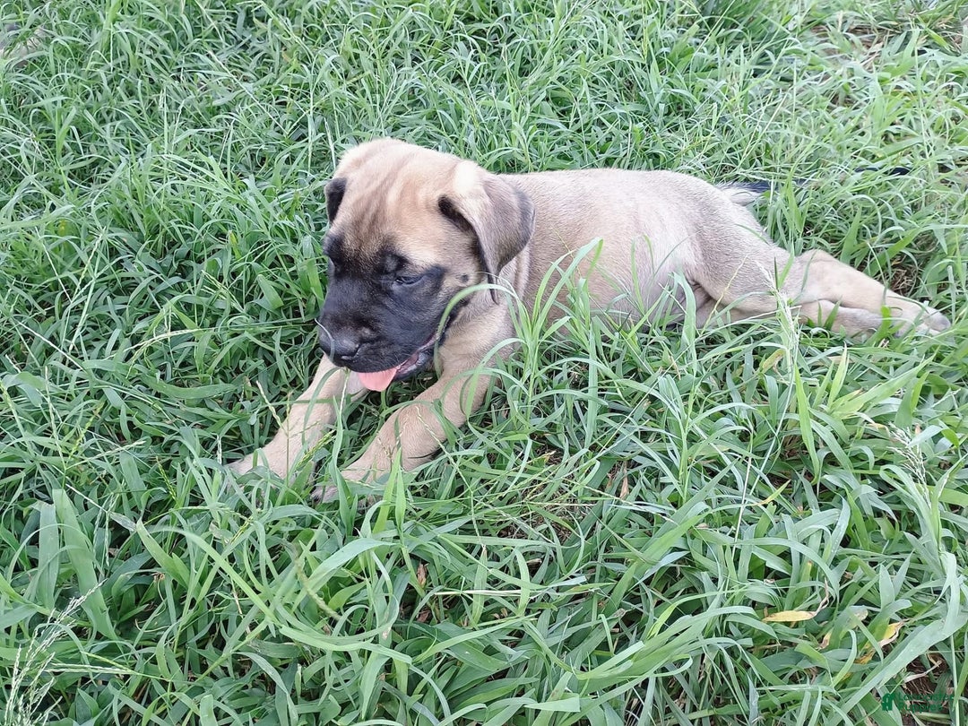 English Mastiff dogs for sale: Dark Green/red Boy  💚 ❤️ - Image 1