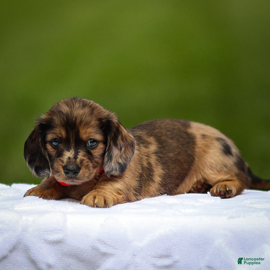 Miniature Dachshund dogs for sale: Elsa - Image 3