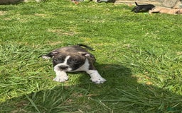 American Bully dogs for sale: Nala-brindle - Image 3