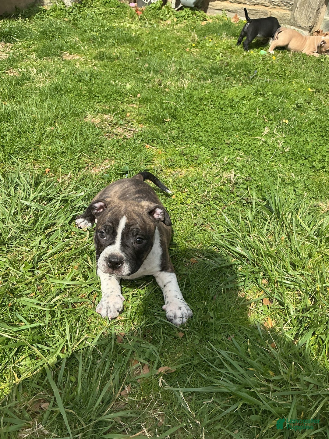 American Bully dogs for sale: Nala-brindle - Image 3