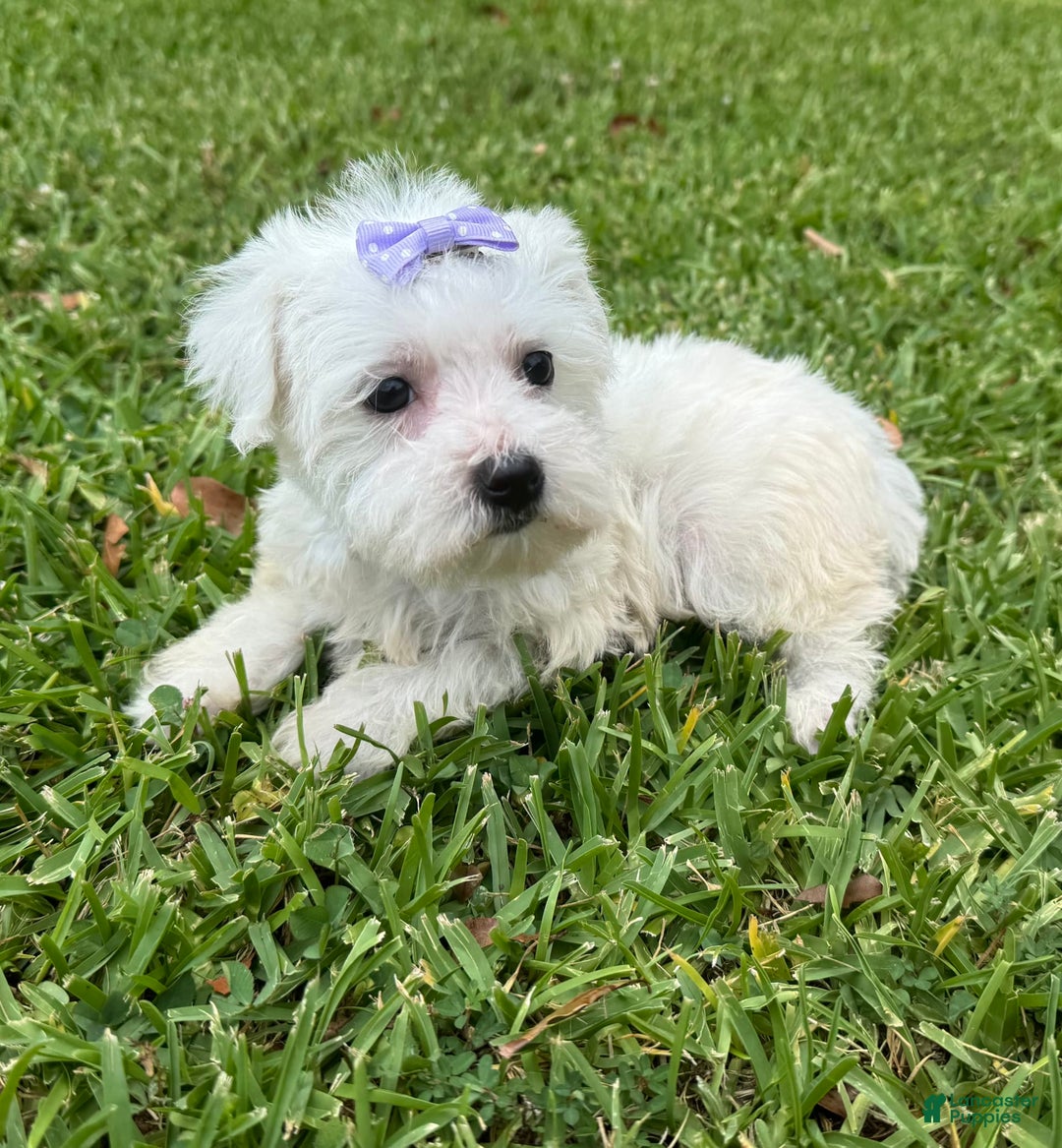 Maltese dogs for sale: Bella - Image 1
