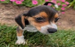 Beagle dogs for sale: Cream - Image 9