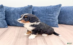 Mini Bernedoodle dogs for sale: Athena - Image 6