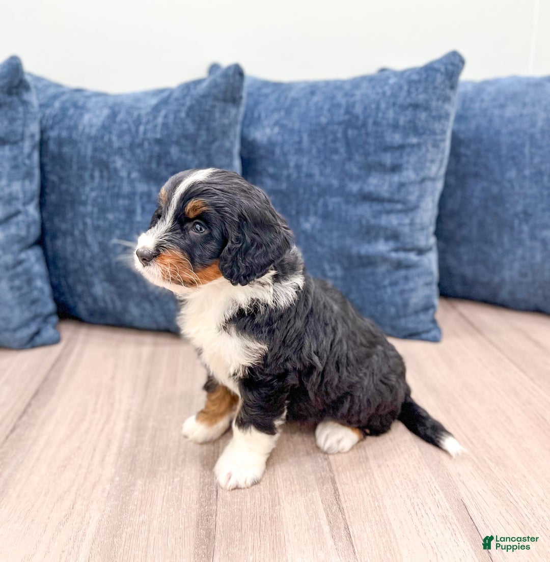 Mini Bernedoodle dogs for sale: Athena - Image 6