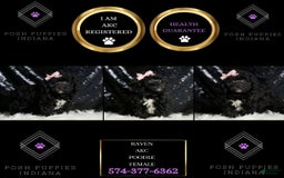 Miniature Poodle dogs for sale: Raven - Image 8