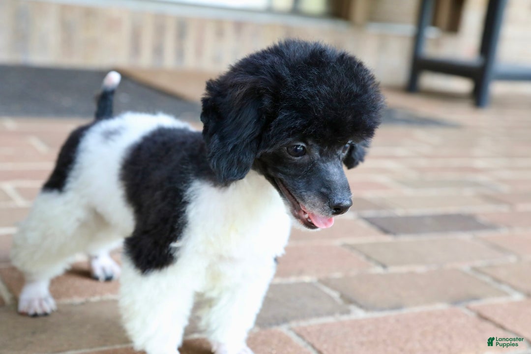 Miniature Poodle dogs for sale: Nugget - Image 18