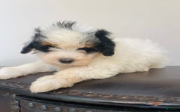 Mini Bernedoodle dogs for sale: Nutter Butter - Image 2