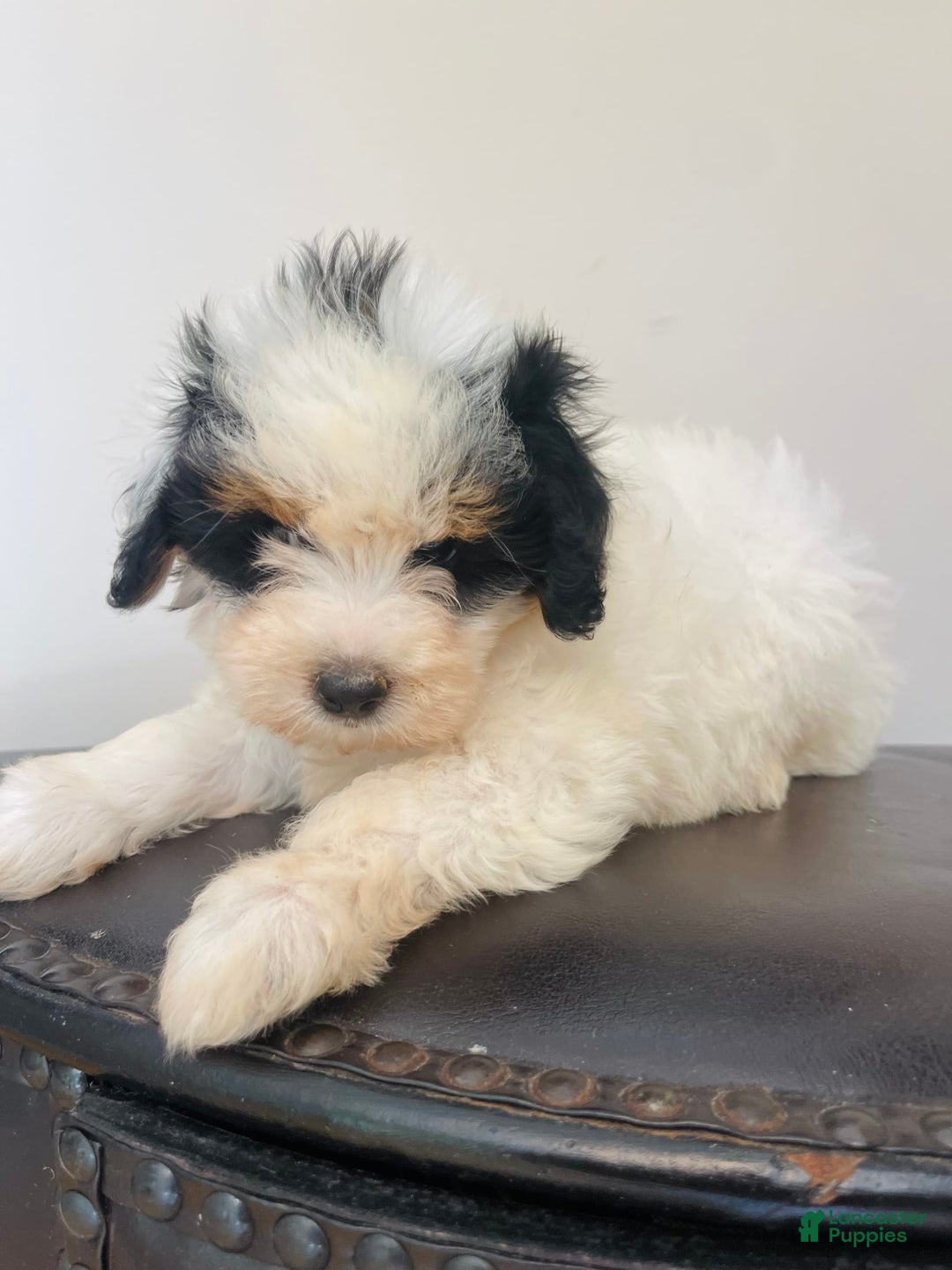 Mini Bernedoodle dogs for sale: Nutter Butter - Image 2