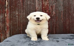 Great Pyrenees dogs for sale: Leo - Image 2