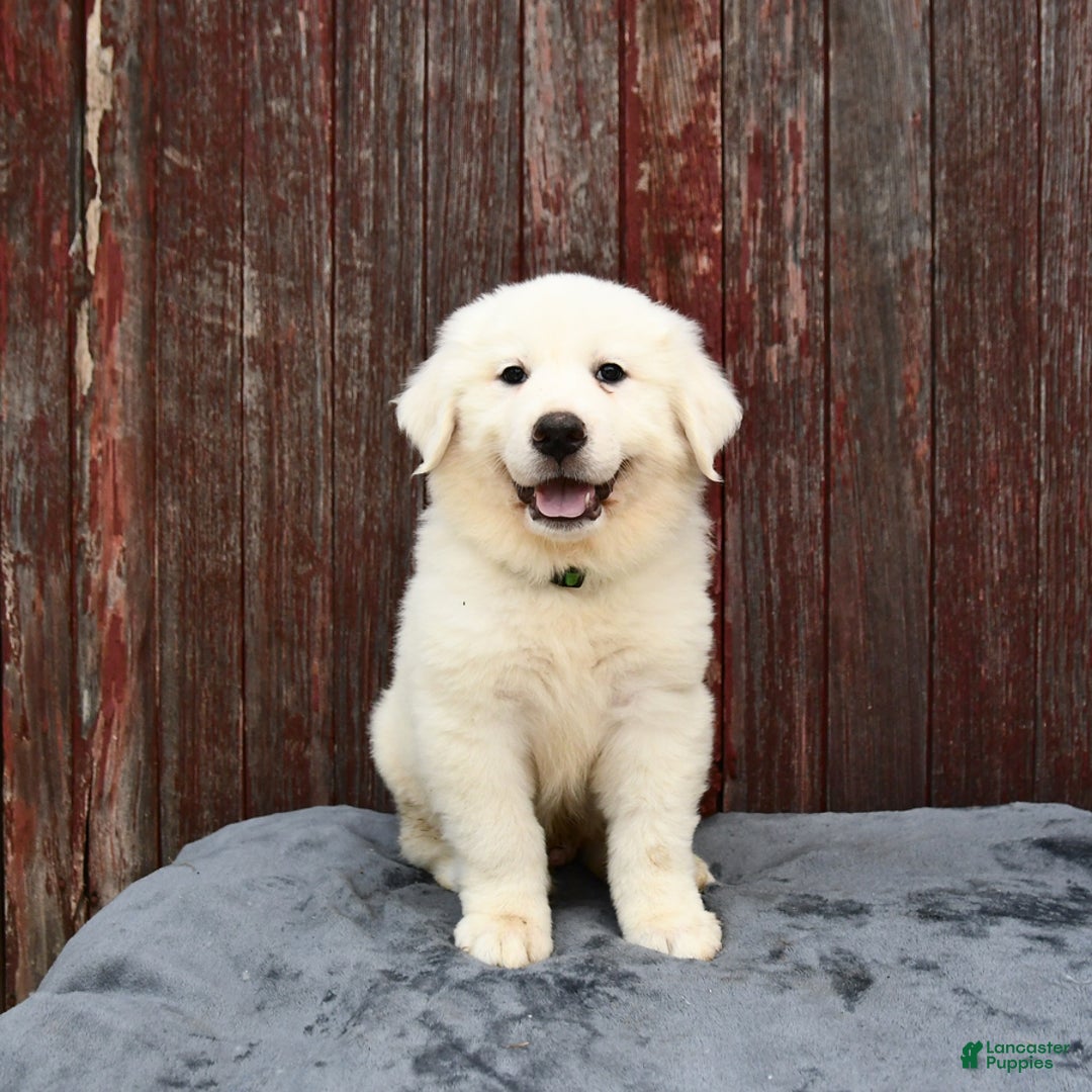 Great Pyrenees dogs for sale: Leo - Image 2