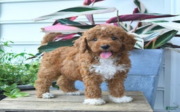 Mini Goldendoodle dogs for sale: Paris - Image 1