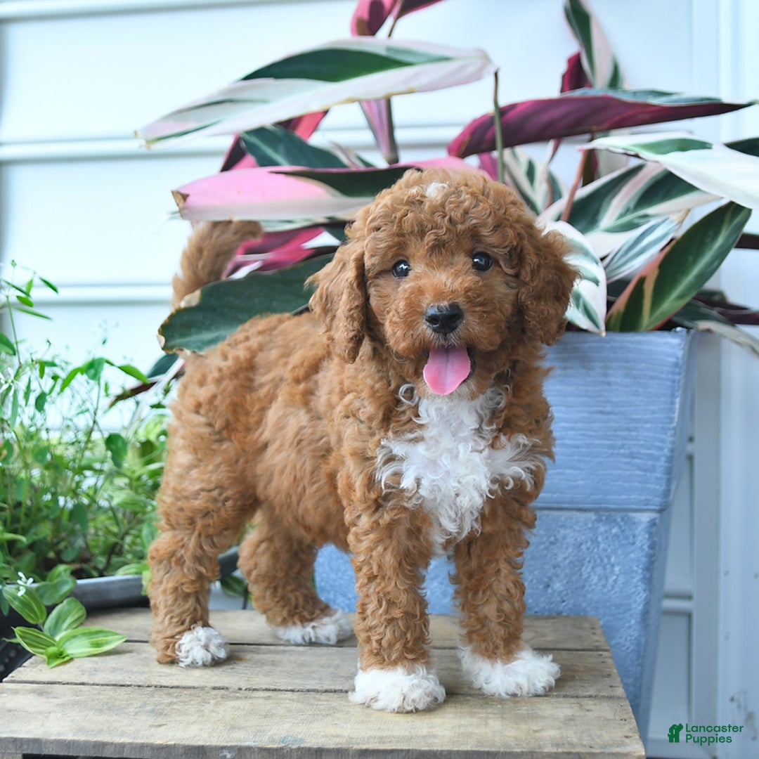 Mini Goldendoodle dogs for sale: Paris - Image 1
