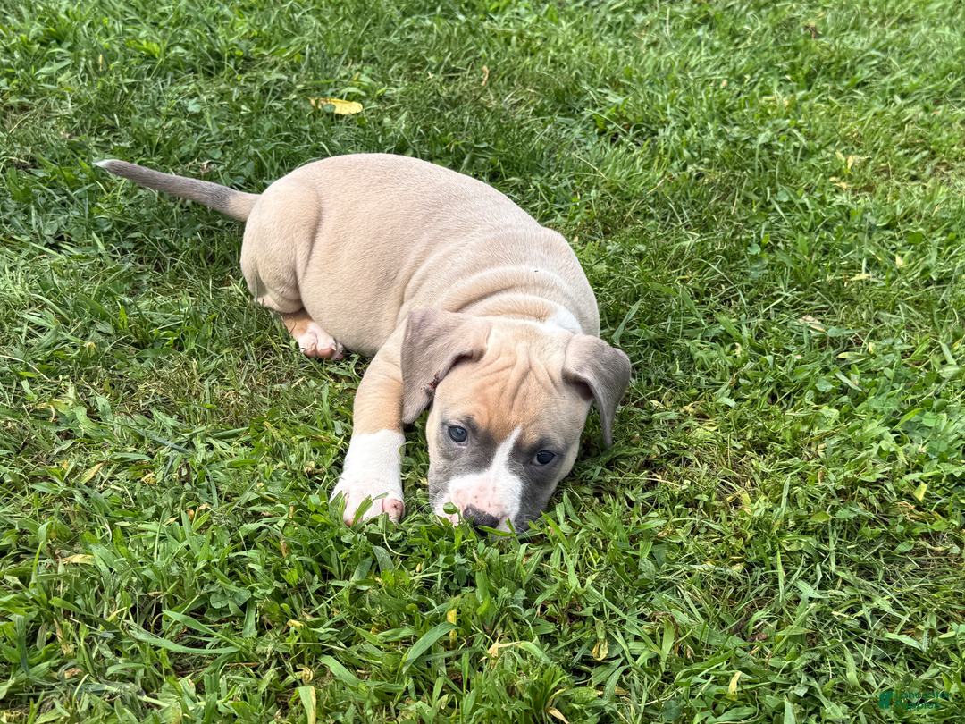 American Pit Bull Terrier dogs for sale: Peanut - Image 19