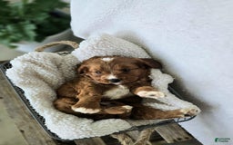 Cavapoo dogs for sale: Bryce - Image 7