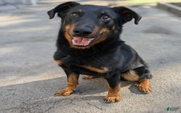 Beauceron dogs for sale: Atlas - Image 3