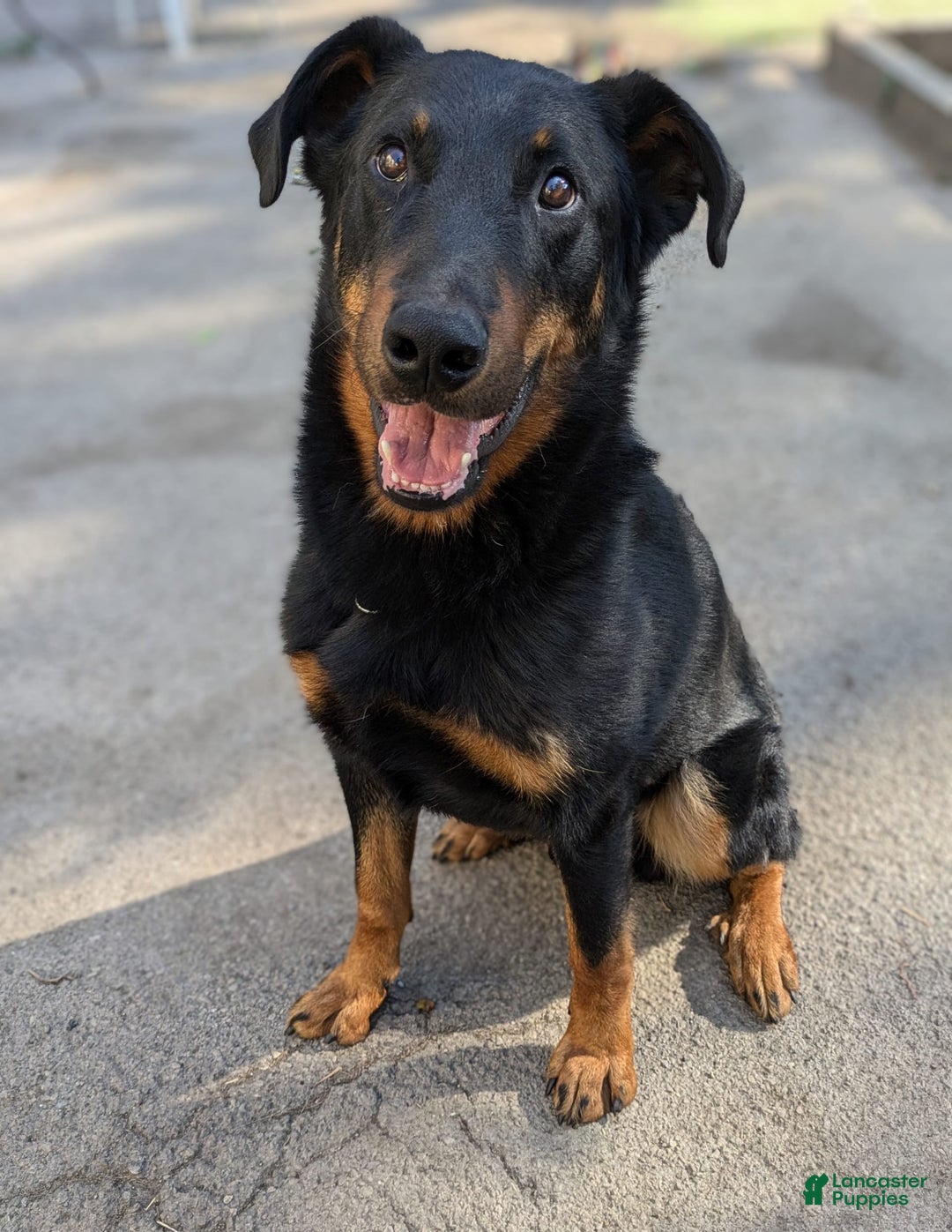 Beauceron dogs for sale: Atlas - Image 3