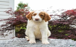 Goldendoodle dogs for sale: Cappuccino - Image 4