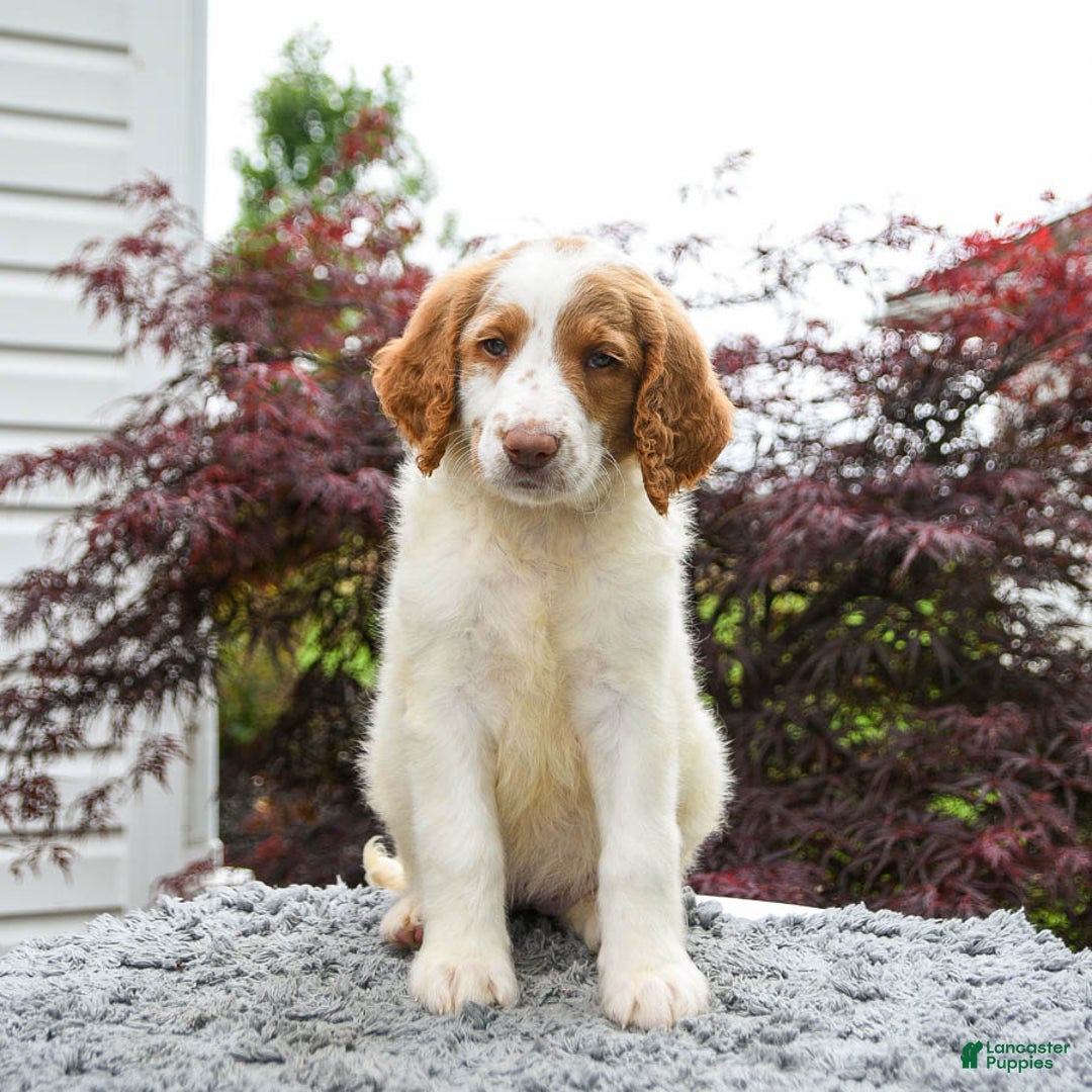 Goldendoodle dogs for sale: Cappuccino - Image 4