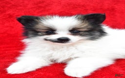 Pomeranian dogs for sale: Poochie - Image 4