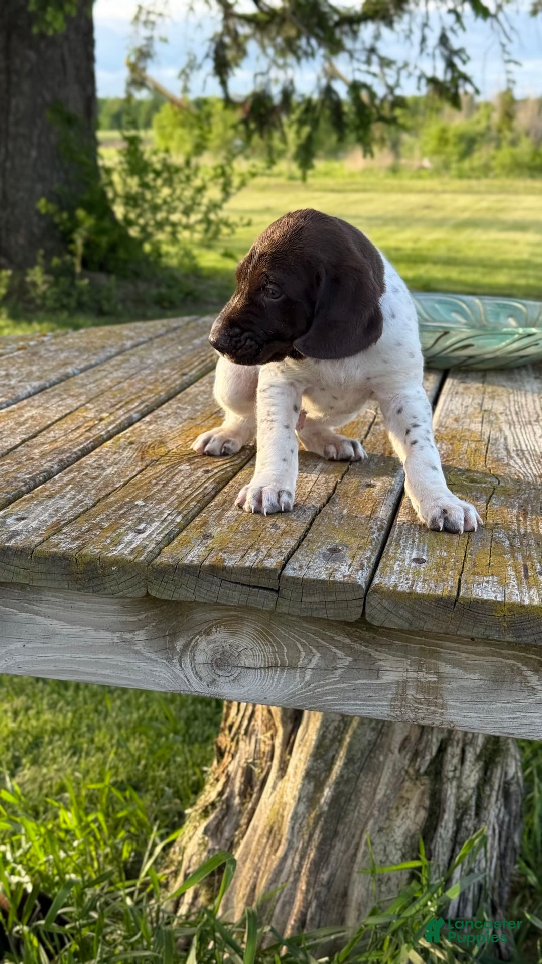 German Shorthaired Pointer dogs for sale: Ozzy - Image 4