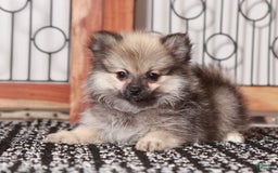 Pomeranian dogs for sale: Claire - Image 3