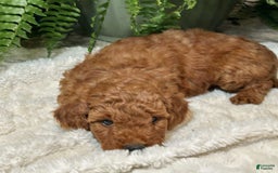 Mini Goldendoodle dogs for sale: Jasper - Image 3