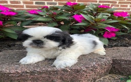 Shih Tzu dogs for sale: Ollie - Image 4