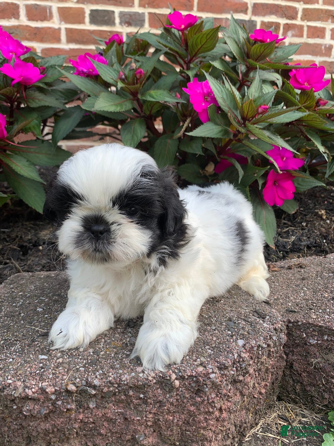 Shih Tzu dogs for sale: Ollie - Image 4