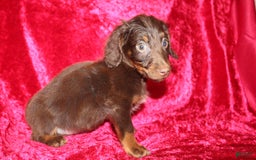 Dachshund dogs for sale: Austin Mini - Image 3