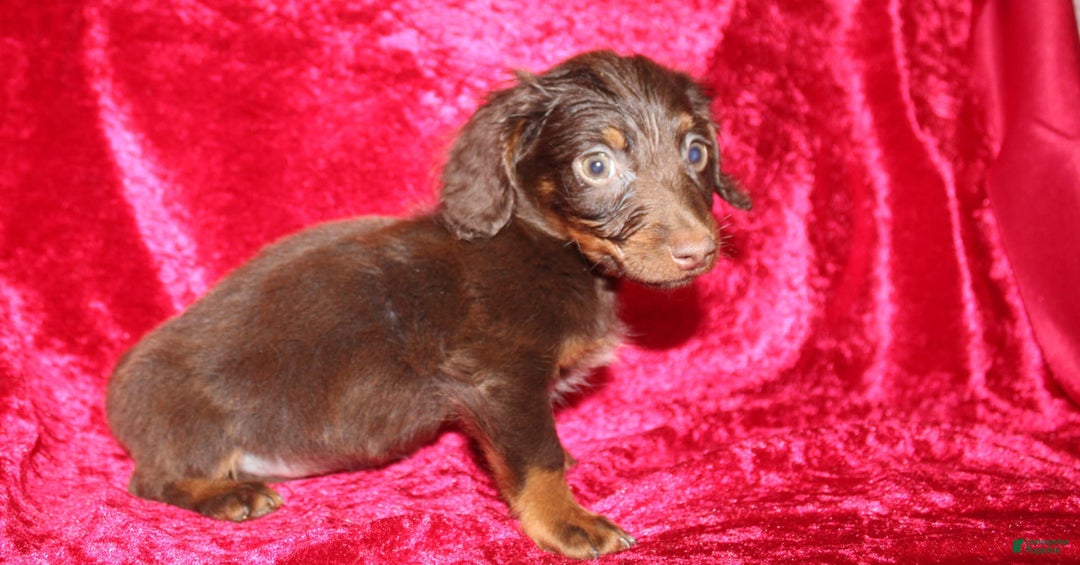 Dachshund dogs for sale: Austin Mini - Image 3