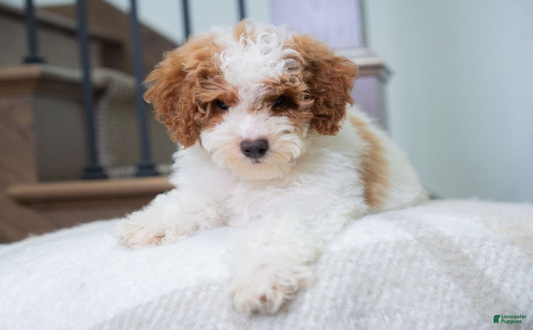 Toy Poodle dogs for sale - Ad 4