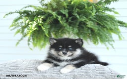 Pomsky dogs for sale: Baxter - Image 5