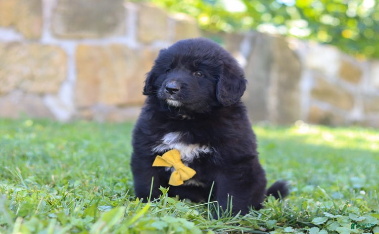 Newfoundland dogs for sale - Ad 2