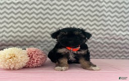 Yorkiepoo dogs for sale: Mariah - Image 3