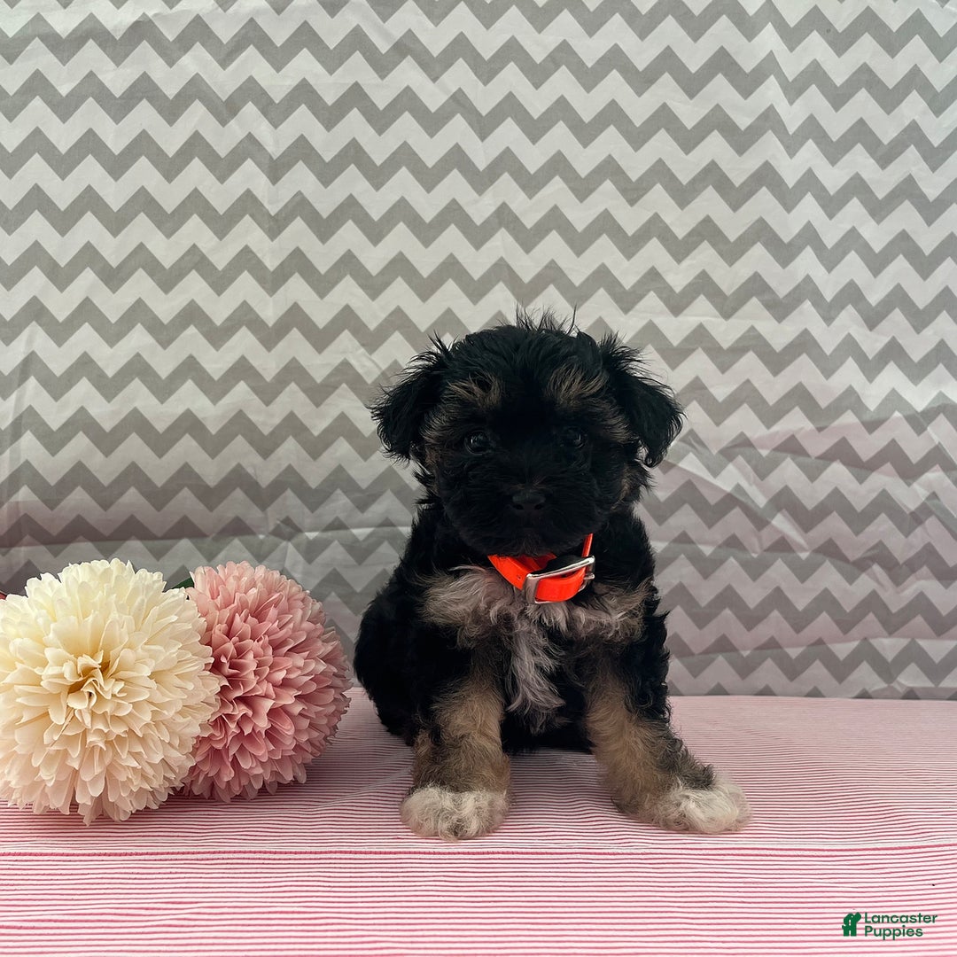 Yorkiepoo dogs for sale: Mariah - Image 3