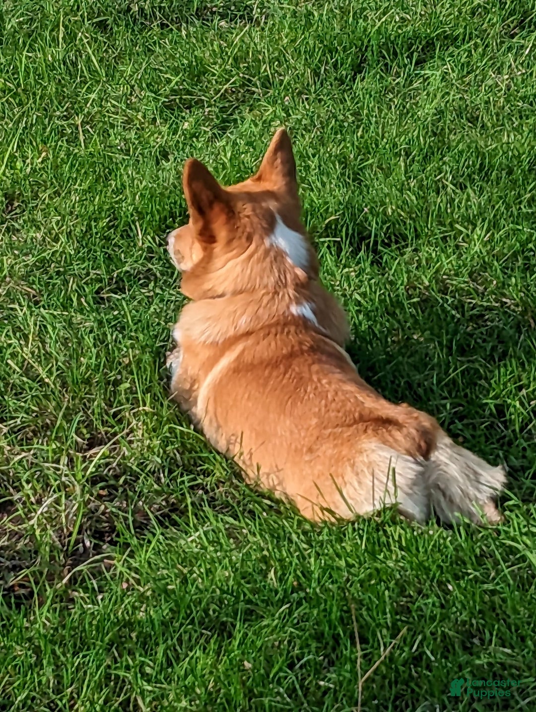 Welsh Corgi Pembroke dogs for sale: Redwhitefemale - Image 13