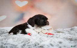 Cocker Spaniel dogs for sale: Leo - Image 8