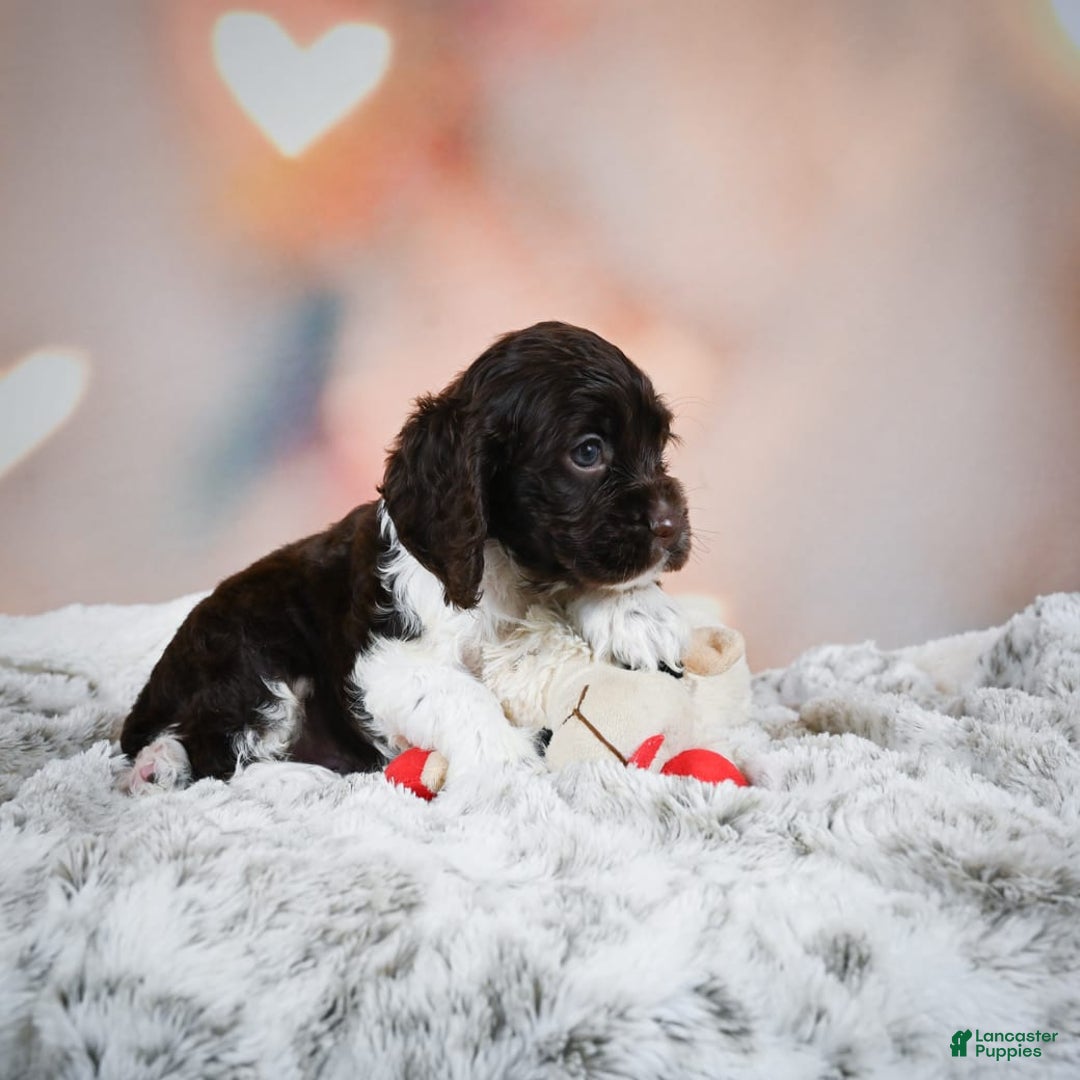 Cocker Spaniel dogs for sale: Leo - Image 8